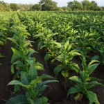 Fiagro OIAG11 mantém caixa elevado e dividendos de 17,4% ao ano