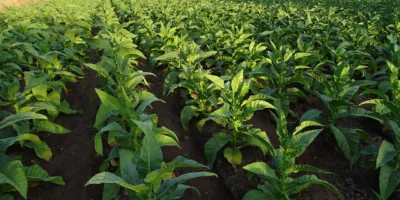 RURA11 atinge melhor resultado em 10 meses; confira valor