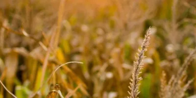 SNAG11: Fiagro aumenta lucro novamente e divulga 3 mudanças na carteira