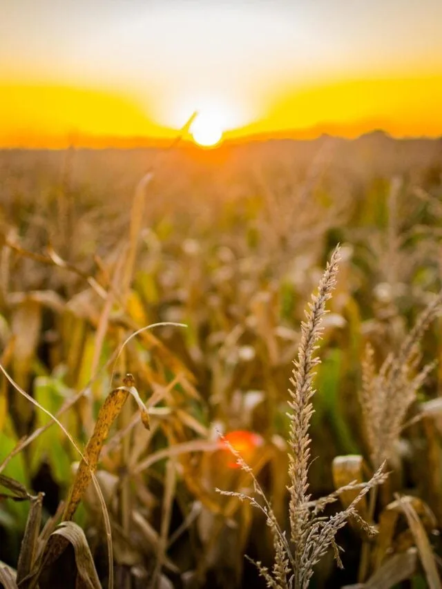 SNAG11: Fiagro anuncia resultado e nova movimentação milionária