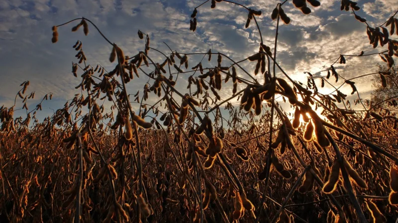 XPCA11 eleva resultado e paga R$ 0,11 por cota em dezembro