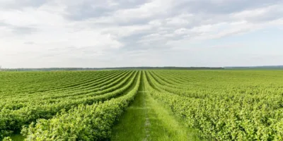 SNFZ11 fixa R$ 0,10 por cota e fecha 2025 com yield de 12,5%