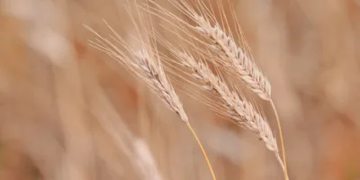 BTAL11 aprova conversão de FII em Fiagro e autoriza recompra de cotas - Foto: Pixabay