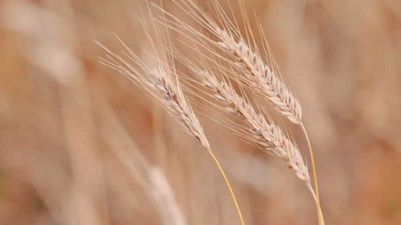 BTAL11 vira Fiagro e aprova recompra de cotas por um ano